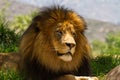 Resting Lion