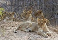 Lion Cubs