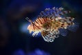 Lion Fish