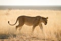 Lion Hunting