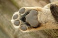 Lion Paw