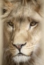 The Lion