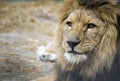Lion Portrait