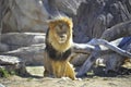 Lion Relaxing