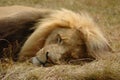 Lion Sleeping