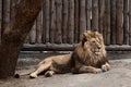 Lion At The Zoo