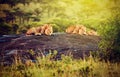Lions On Rocks On Savanna At S...
