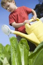 Little Boy Watering Vegetable ...