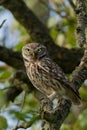 Little Owl In An Apple Tree