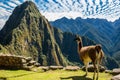 Llama  Machu Picchu ruins peruvian Andes  Cuzco Peru