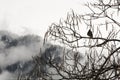 Lonely Bird