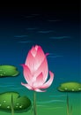 Lotus Bud Illustration