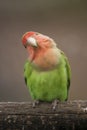 Love Bird