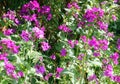 Lunaria Or Honesty Flowers In ...