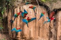 Macaws clay lick peruvian Amazon jungle Madre de Di