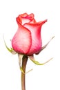 Macro Of A Beautiful Roses
