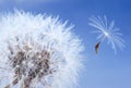 Macro Of A Dandelion