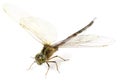 Macro Of A Dragonfly