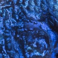 Macro Of An Electric Blue Hap ...