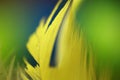 Macro Flover Abstract