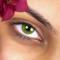 Macro Image Of Woman Eye