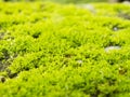 Macro Moss