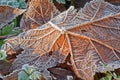 Macro Nature Image Of Fallen L...