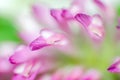 Macro Of The Petals Of A Pink ...