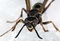 Wasp Macro