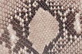 Macro Of Snake Leather