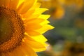 Macro SunFlower Background Wit...