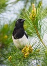 Magpie Bird