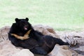 Malayan Sun Bear Lying On Grou...