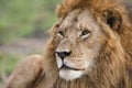 Male Lion portrait in the Masai Mara, Kenya