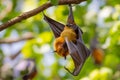 Male Lyle's flying fox