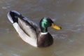 Mallard Duck Drake