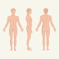 Man body anatomy, front, back and side