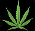 Marijuana Leaf Without Stipe O...