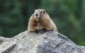 Marmot Royalty Free Stock Photo