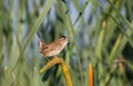 Marsh Wren