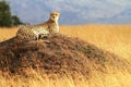 Masai Mara Cheetah