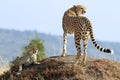 Masai Mara Cheetahs