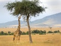 Masai Mara Giraffe