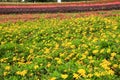 Meadow Full Of Flowers