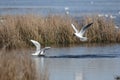 Mediterranean Gulls In Nature ...