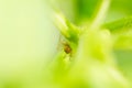 Mimic Ant Spider In The Nature