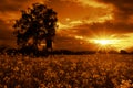 Mistic Landscape