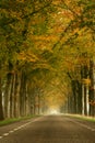Misty Autumn Road
