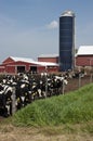 Modern Wisconsin Dairy Farm and Milk Cows