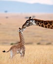 Mom giraffe kiss her cub